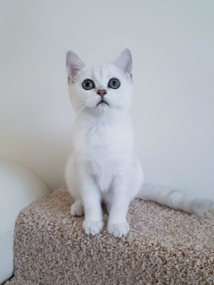 Photo №1. british shorthair - for sale in the city of Kaluga | 210$ | Announcement № 6718