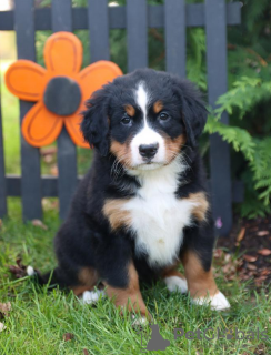 Photo №1. bernese mountain dog - for sale in the city of Stockholm | negotiated | Announcement № 97869