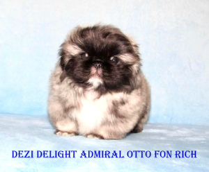 Photo №1. pekingese - for sale in the city of Москва | 481$ | Announcement № 5035