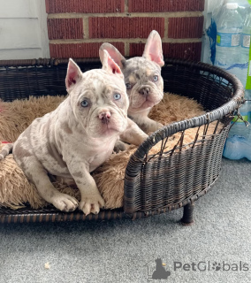 Photo №1. american bully - for sale in the city of Chemnitz | 940$ | Announcement № 147475