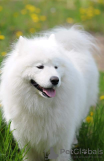 Photo №4. Mating samoyed dog in Belarus. Announcement № 3913