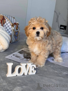 Photo №2 to announcement № 146117 for the sale of maltipu - buy in American Samoa private announcement, from nursery, from the shelter, breeder