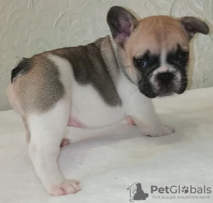 Photo №3. For sale French Bulldog puppies boy and girls. All information on Viber. Ukraine