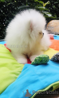 Photo №2 to announcement № 166047 for the sale of pomeranian - buy in Georgia private announcement, from nursery, breeder