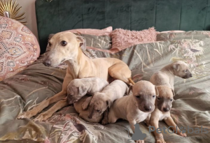 Photo №2 to announcement № 108067 for the sale of whippet - buy in Germany 