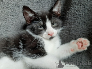 Photo №3. Russian Blue kitten. Germany