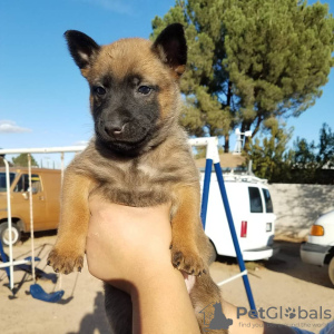 Photo №3. Belgian Malinois puppies available. Germany