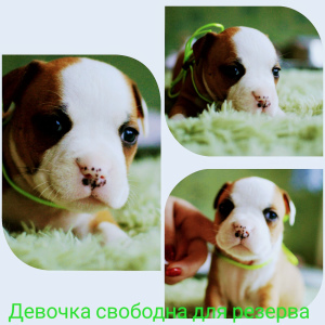 Photo №1. american staffordshire terrier - for sale in the city of Донецк | 313$ | Announcement № 5148