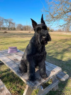 Photo №3. Nice Looking Giant Schnauzer puppies. Hungary