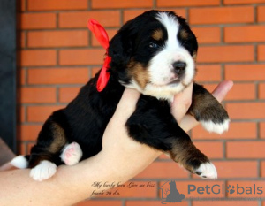 Photo №1. bernese mountain dog - for sale in the city of Kolomna | 13$ | Announcement № 51769