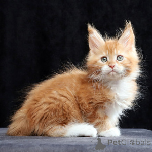 Photo №1. maine coon - for sale in the city of Sint-Truiden | negotiated | Announcement № 160373