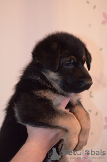 Additional photos: German shepherd puppies