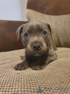 Photo №2 to announcement № 165190 for the sale of staffordshire bull terrier - buy in Belgium private announcement, breeder