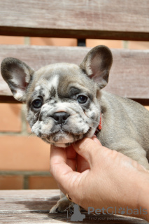 Photo №2 to announcement № 114392 for the sale of french bulldog - buy in Belarus breeder