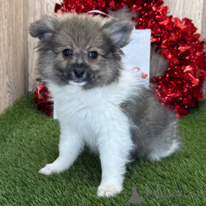 Photo №2 to announcement № 135991 for the sale of pomeranian - buy in Germany 
