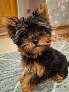 Photo №4. I will sell beaver yorkshire terrier, yorkshire terrier in the city of Pärnu.  - price - 565$