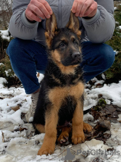 Photo №1. german shepherd - for sale in the city of Kharkov | 650$ | Announcement № 14284