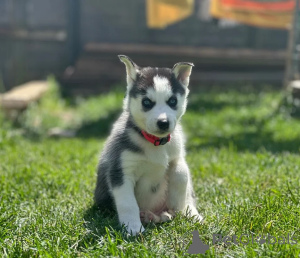 Photo №1. siberian husky - for sale in the city of Namsos | 361$ | Announcement № 170175