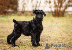 Photo №3. Little Paris Precious Black Giant Schnauzer Puppy For Adoption. Luxembourg