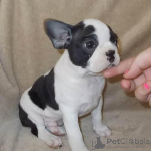 Photo №3. French Bulldog puppies for sale.. Germany