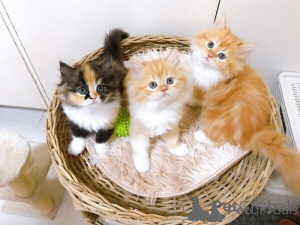 Photo №1. exotic shorthair - for sale in the city of Helsinki | negotiated | Announcement № 174655