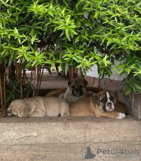 Photo №1. english bulldog - for sale in the city of Belgrade | negotiated | Announcement № 106831