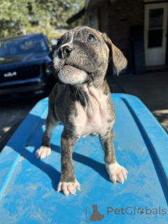 Photo №3. Two Top Class Boxer Puppies Available. Germany