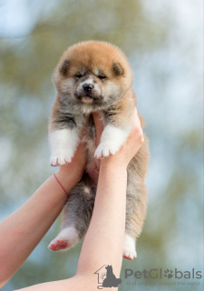 Additional photos: Akita inu puppies