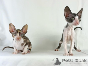 Photo №1. cornish rex - for sale in the city of Allensbach | negotiated | Announcement № 158812