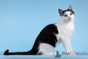 Photo №3. Charming cat Frog is looking for a home.. Russian Federation