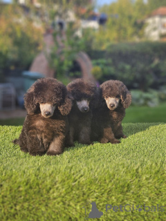 Photo №4. I will sell poodle (toy) in the city of Kraljevo.  - price - negotiated