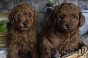 Photo №4. I will sell poodle (toy) in the city of Анталья. breeder - price - negotiated