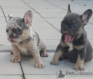 Additional photos: French bulldogs in exotic