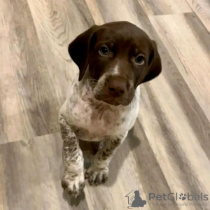 Photo №2 to announcement № 120865 for the sale of german shorthaired pointer - buy in Germany private announcement