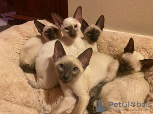 Photo №1. siamese cat - for sale in the city of Erfurt | negotiated | Announcement № 32038