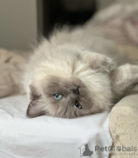 Photo №1. ragdoll - for sale in the city of Munich | 317$ | Announcement № 109760