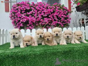 Photo №1. chow chow - for sale in the city of ODDER | negotiated | Announcement № 169970