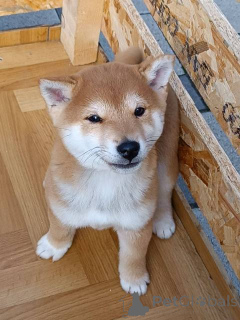 Photo №3. Shiba Inu puppies. Serbia