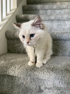 Photo №1. ragdoll - for sale in the city of Zürich | 568$ | Announcement № 157772