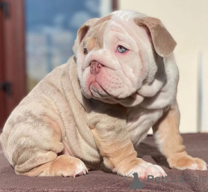 Photo №1. english bulldog - for sale in the city of Helsinger | negotiated | Announcement № 168255