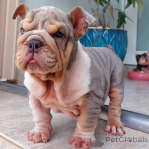 Photo №2 to announcement № 152749 for the sale of english bulldog - buy in Germany breeder