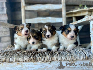 Photo №1. welsh corgi - for sale in the city of Филадельфия | negotiated | Announcement № 99278