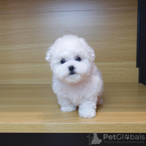 Photo №1. bichon frise - for sale in the city of Амстердам | negotiated | Announcement № 44010