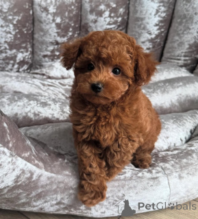 Photo №1. non-pedigree dogs - for sale in the city of Two Harbors | 600$ | Announcement № 143524