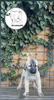 Additional photos: Turkish kangal puppies for sale