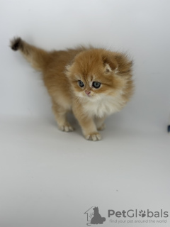 Additional photos: Scottish fold golden kitten