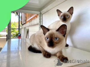 Photo №1. siamese cat - for sale in the city of DEBRECEN | negotiated | Announcement № 177301