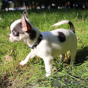 Photo №1. chihuahua - for sale in the city of Helsinki | 475$ | Announcement № 125675