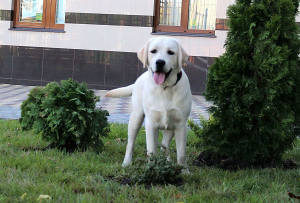 Photo №2 to announcement № 3623 for the sale of labrador retriever - buy in Russian Federation from nursery, breeder