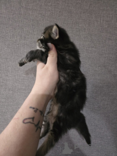 Photo №1. maine coon - for sale in the city of Innsbruck | 612$ | Announcement № 152379